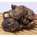 Cogumelo shiitake seco